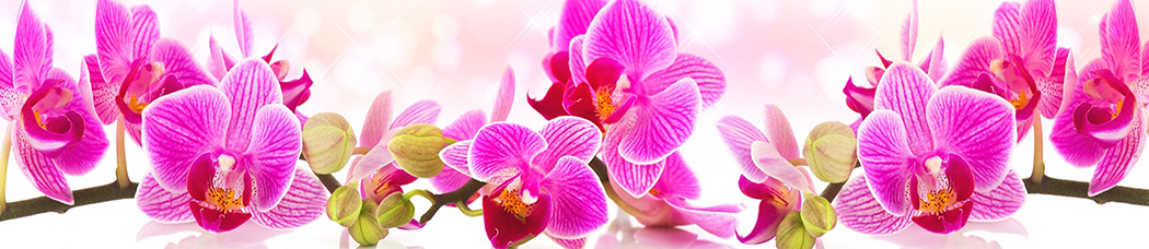 Скинали для кухни - розовый, розовые цветы, орхидеи, орхидея, ветки, размытый фон