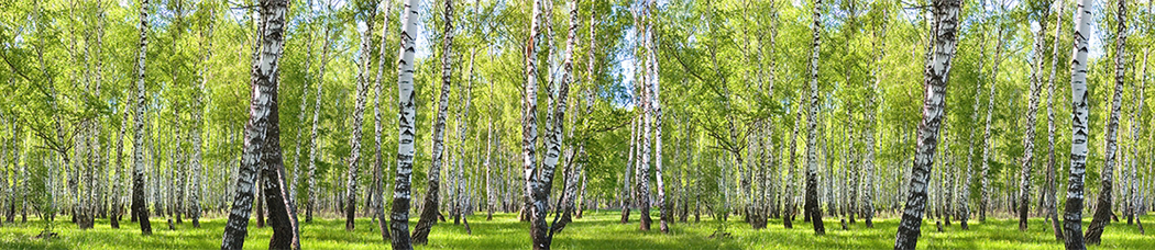 Скинали для кухни - панорама, перспектива, лес, березовый, березы, деревья, трава, небо, ветки