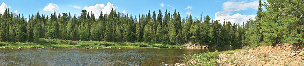 Скинали для кухни - панорама, перспектива, лес, деревья, ели, елки, камни, берег, река, озеро, небо, облака, хвойный, зелень